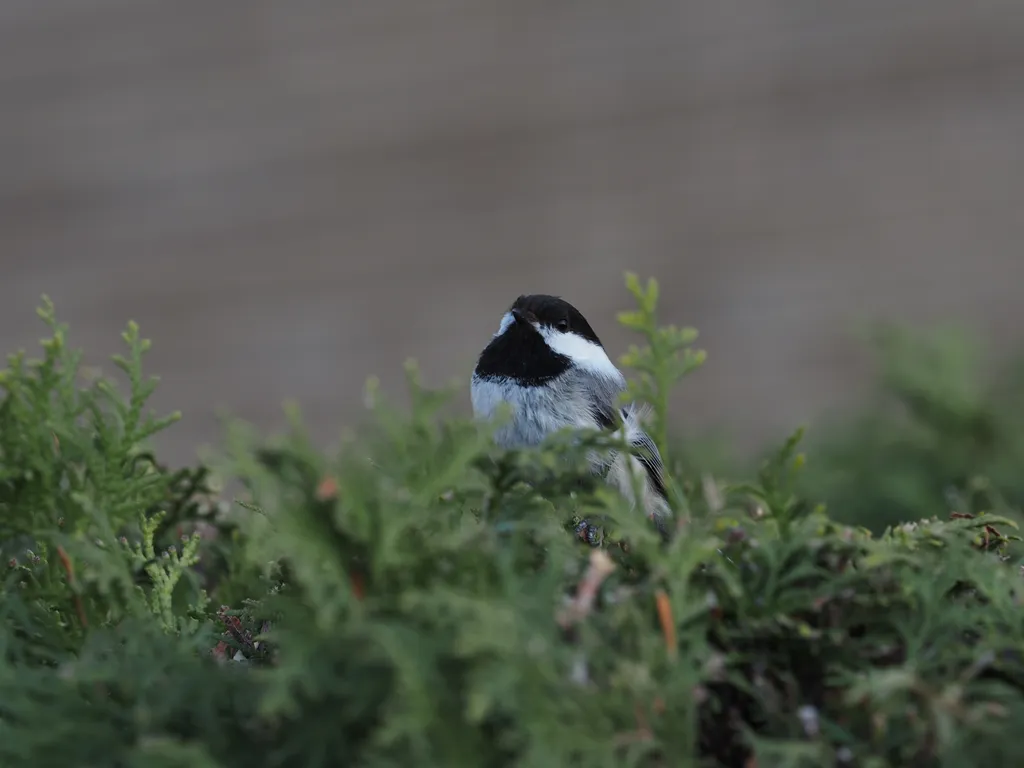 A black capped chickadee perched on a shrub