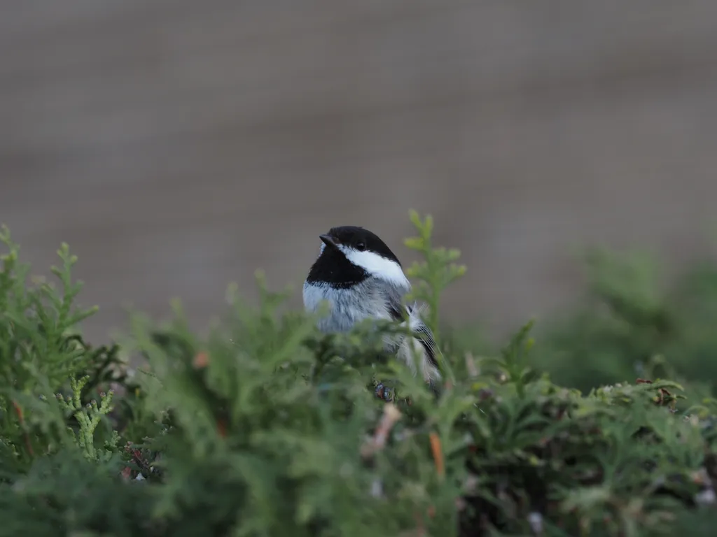 A black capped chickadee perched on a shrub
