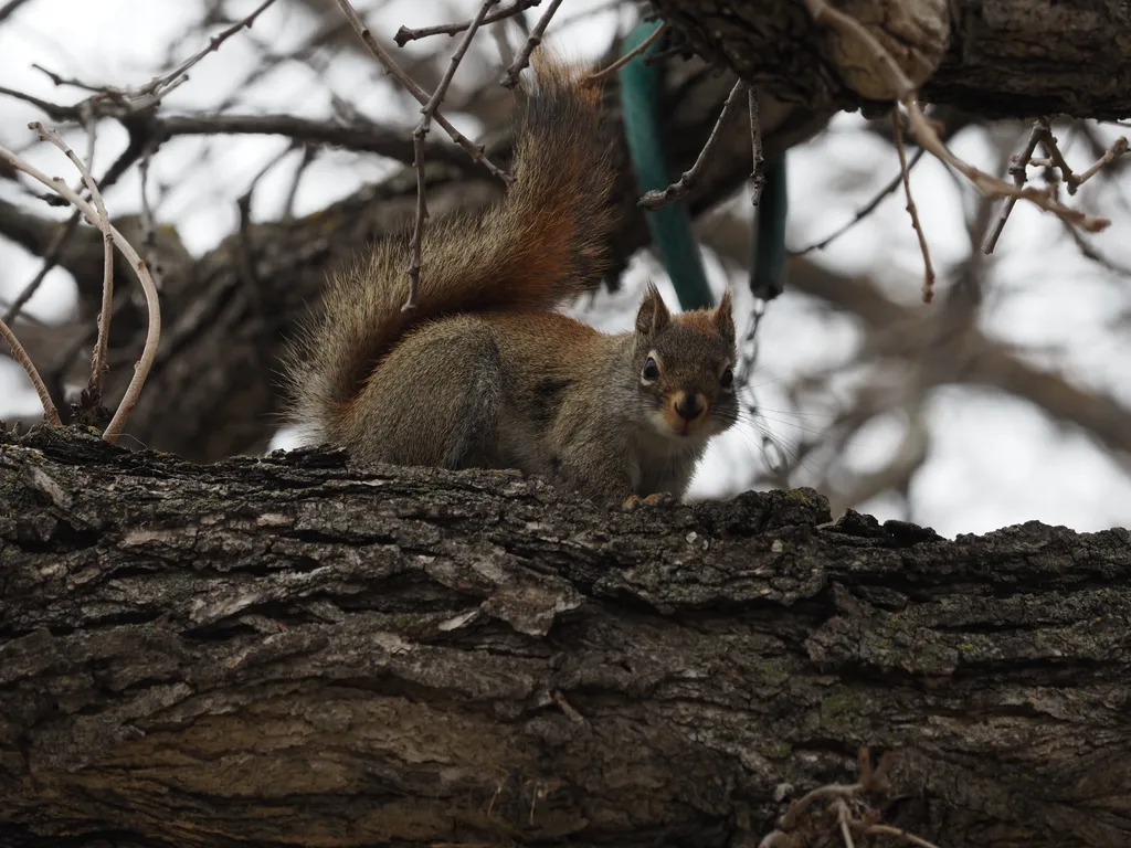 a squirrel in a tree