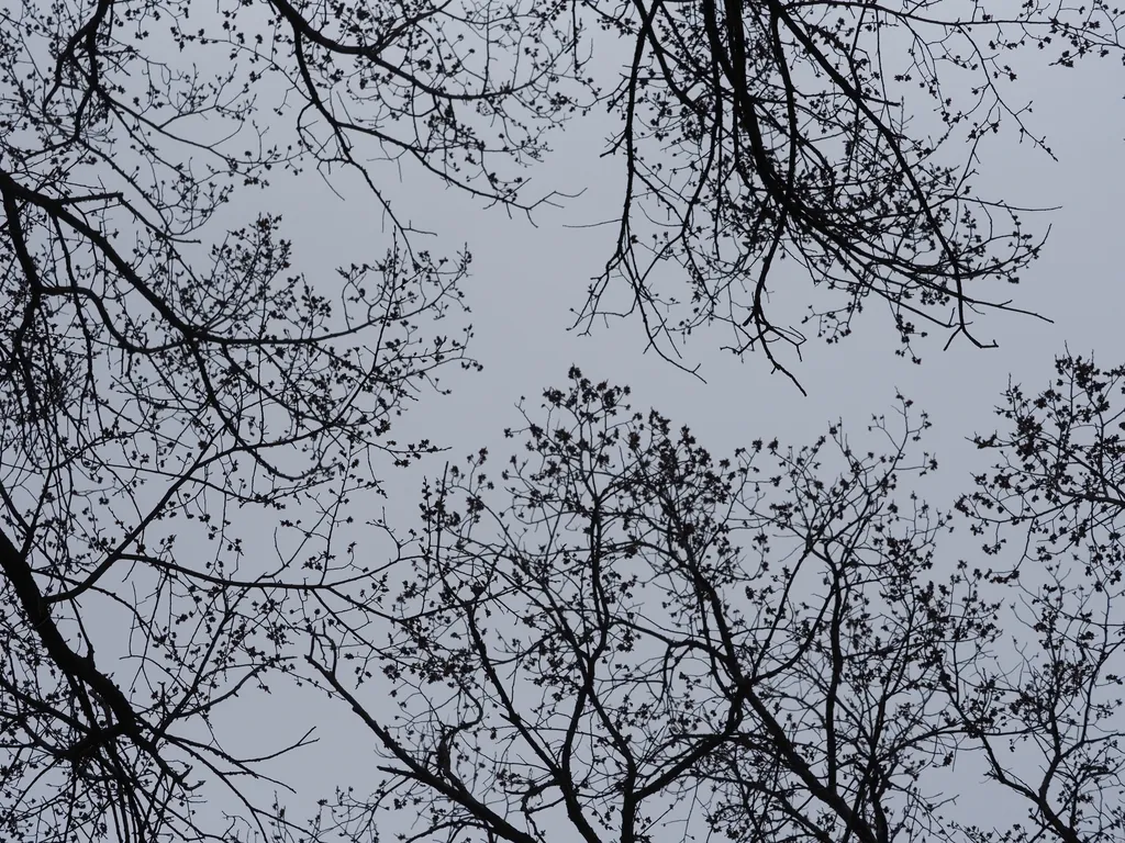 branches
