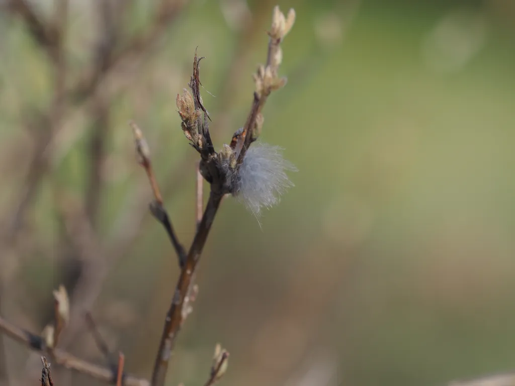 a feather caught in a branch