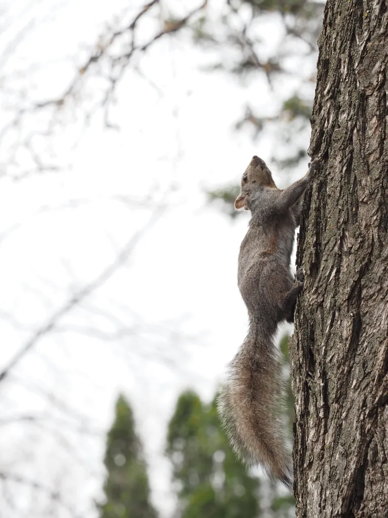 a squirrel climbing up a tree