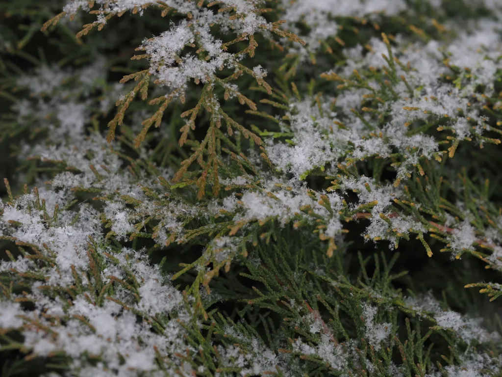 fresh snow on a tree