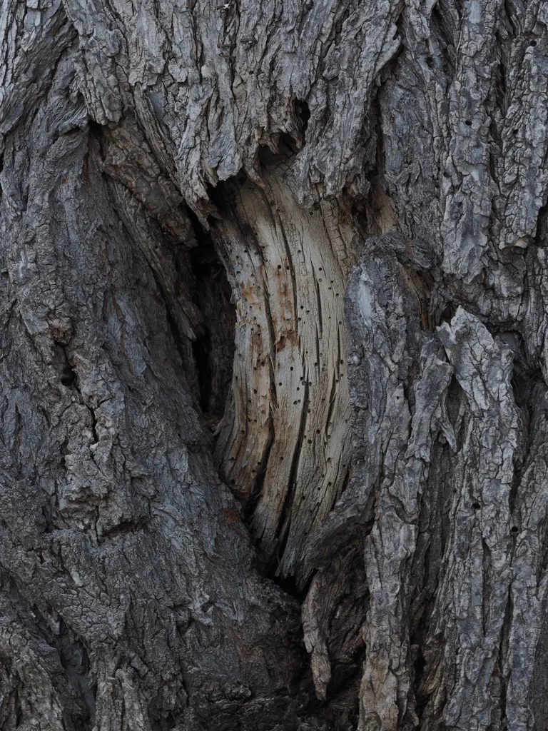 a tree with bark stripped from a portion of its trunk