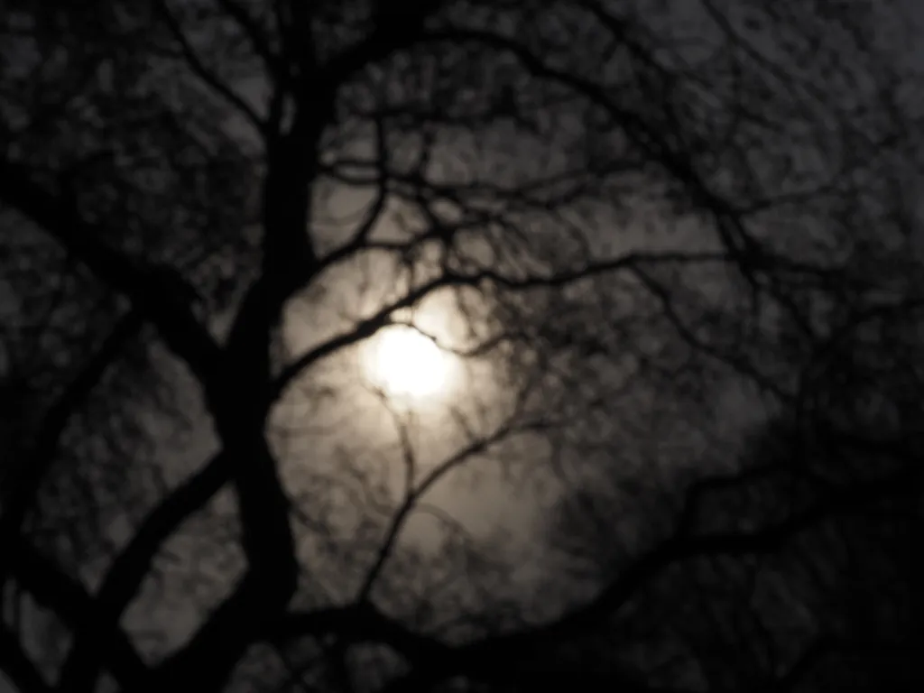 an out of focus shot of the sun setting behind a tree
