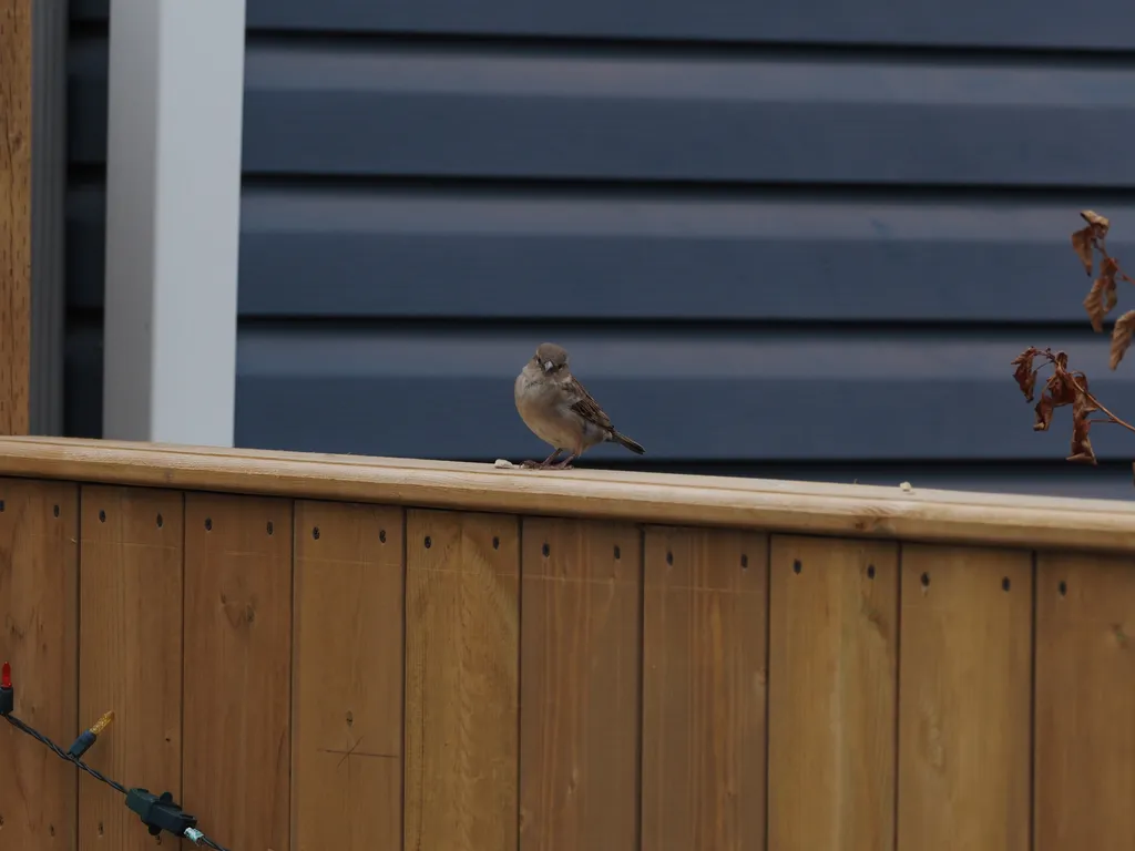 a sparrow perched on a fence
