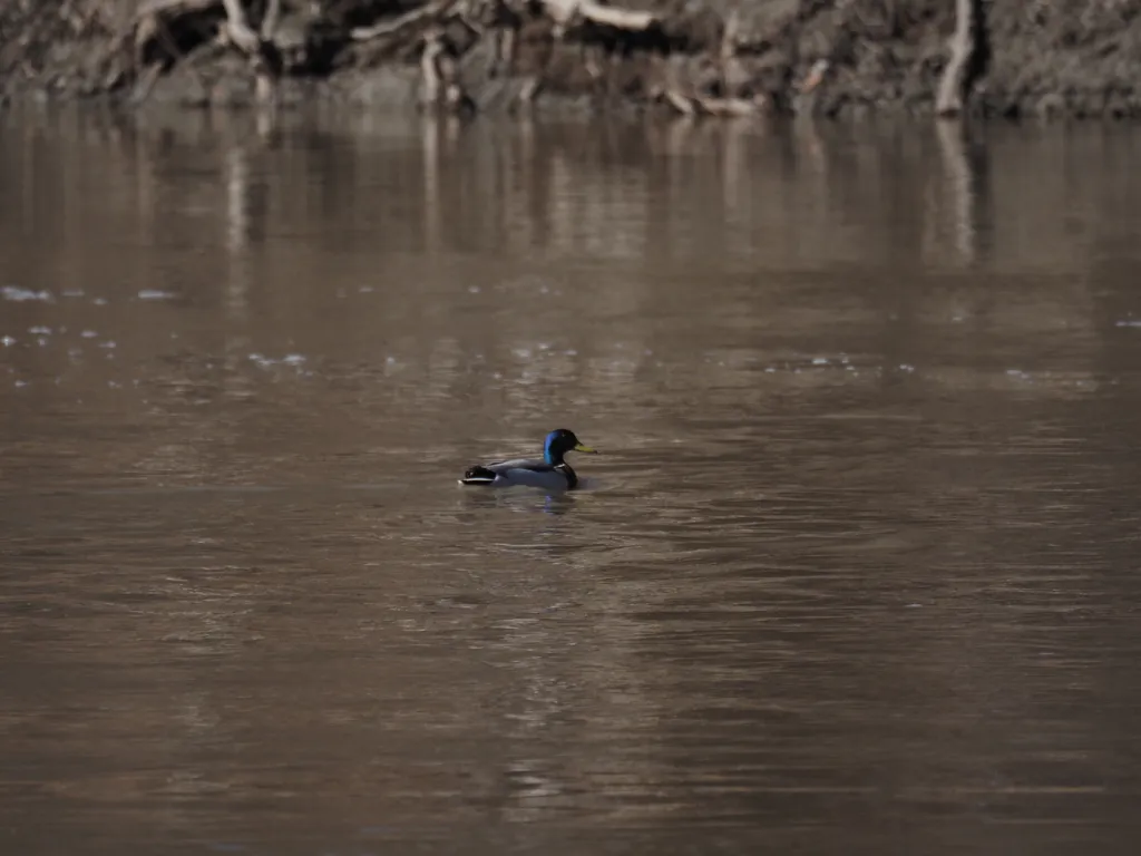a duck on a river