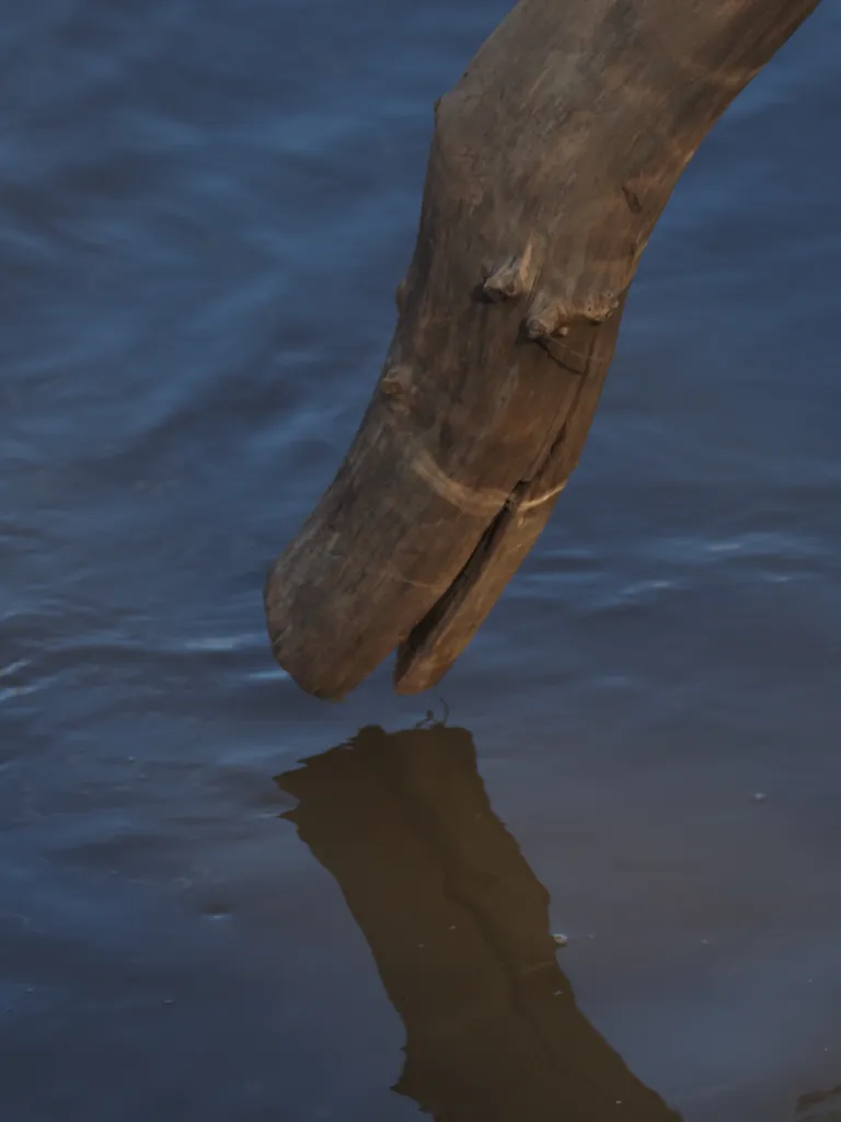 a branch reflected in a river