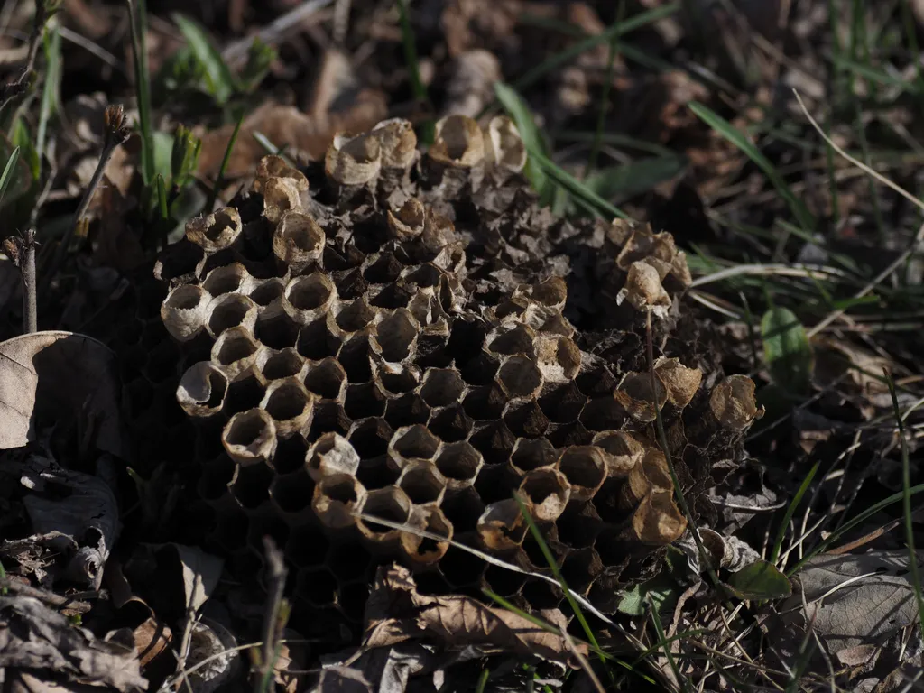 the remains of a wasp's nest on the ground