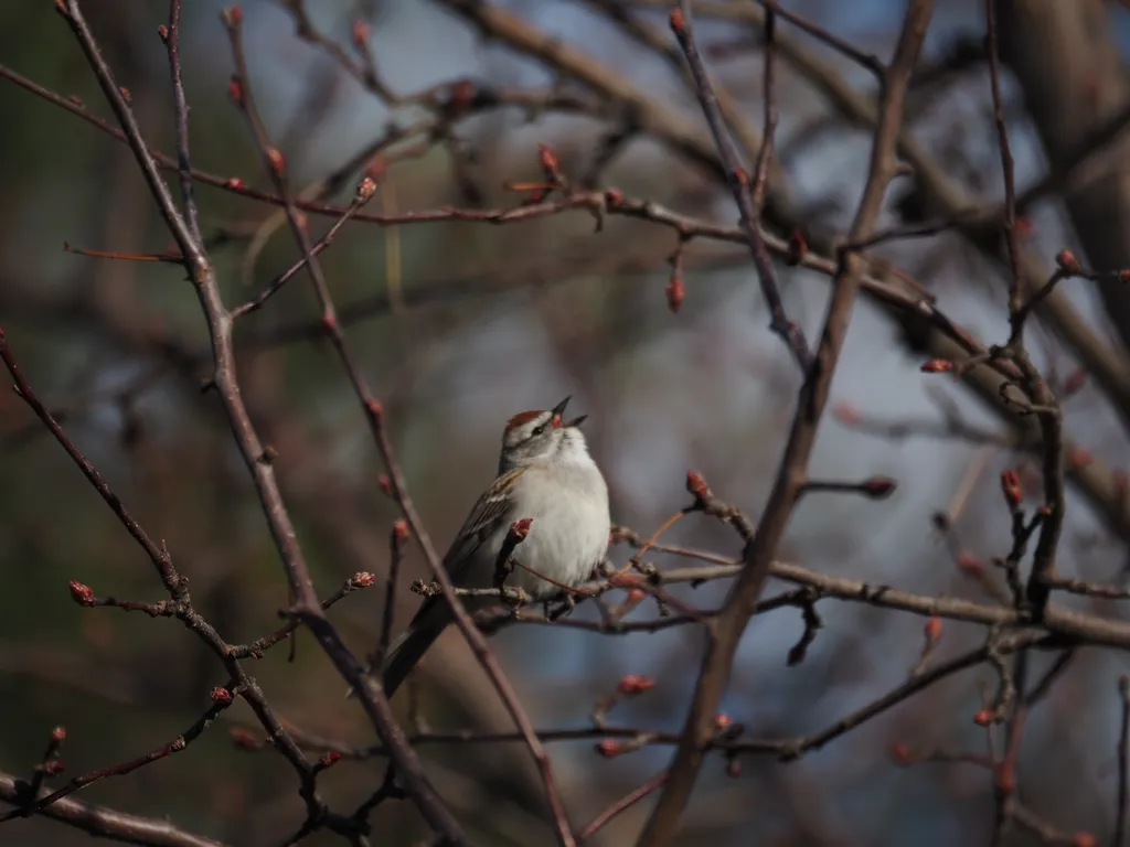 a chubby bird yelling