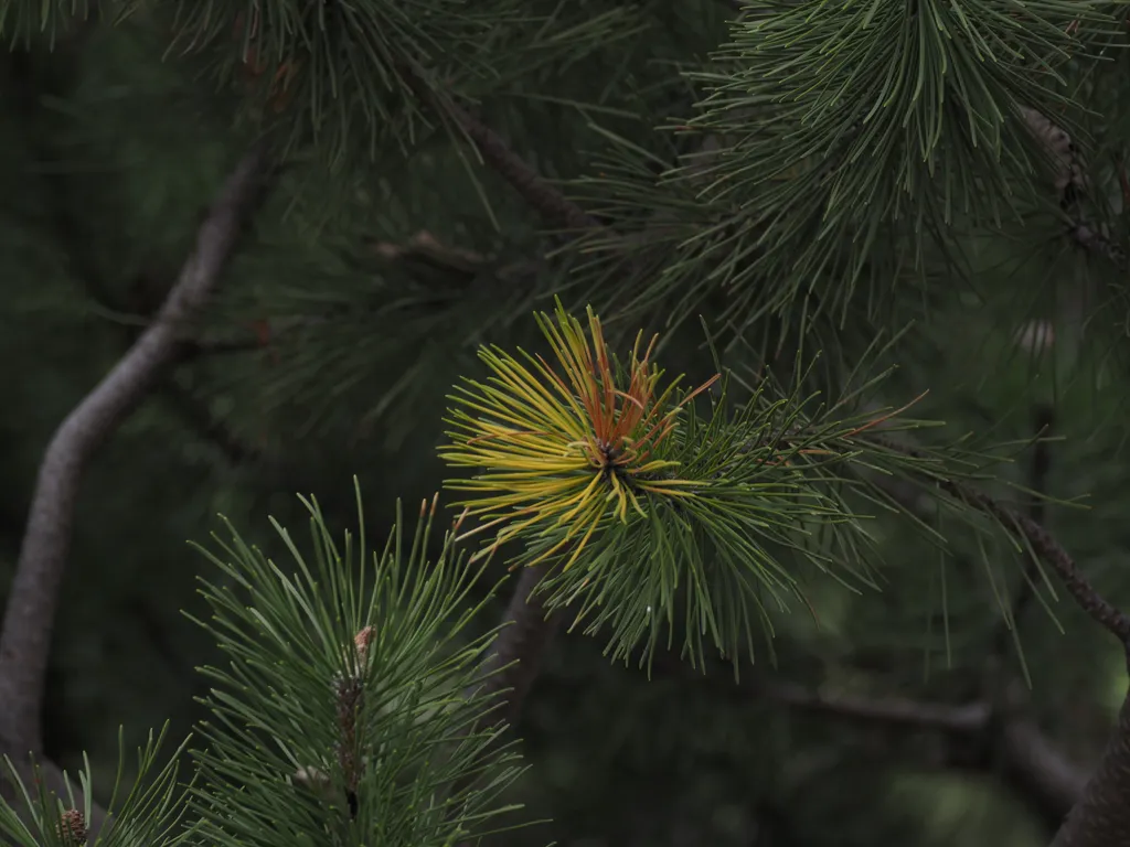 a pine branch with yellow needles at its edgge