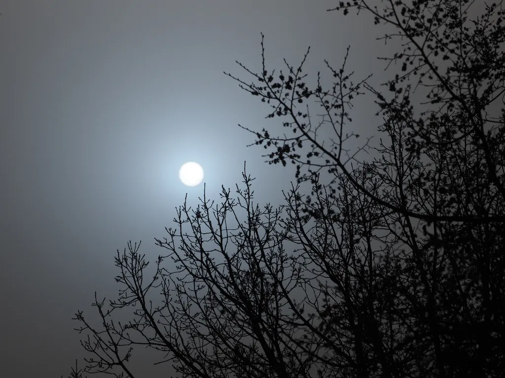 the sun behind budding branches on a sandy day
