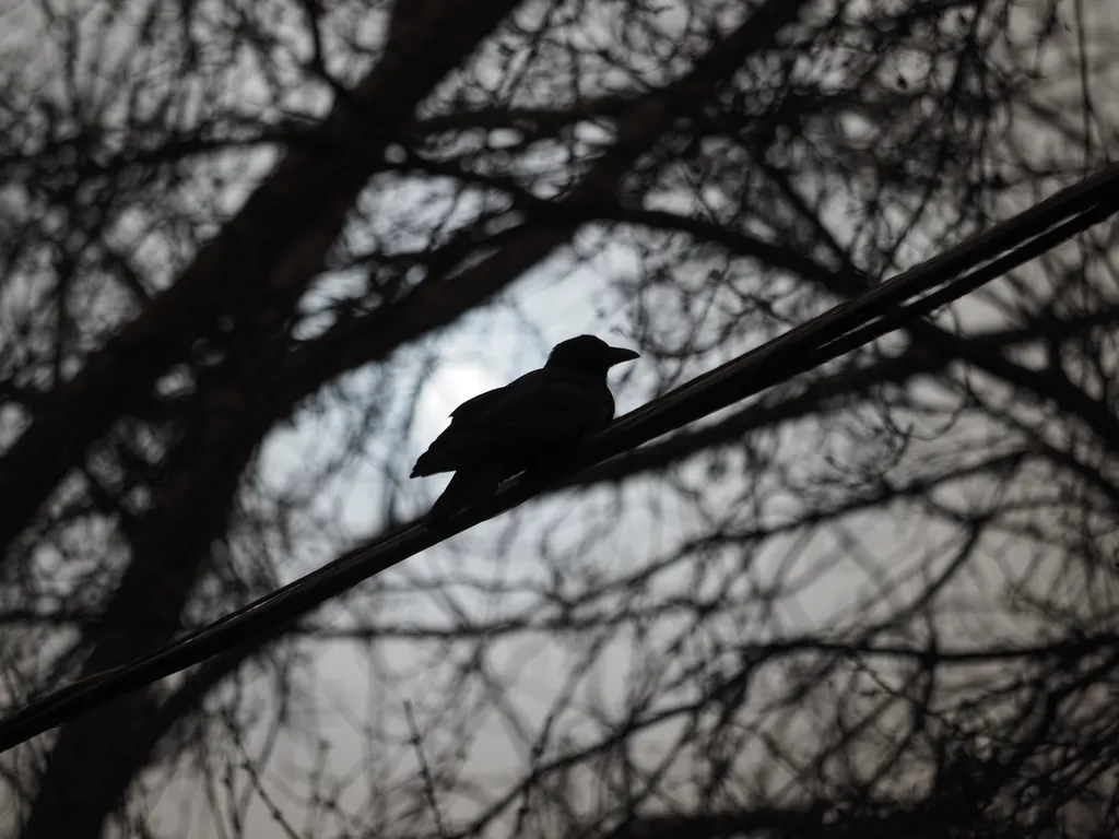 a crow on a power line against the sun on a dusty day