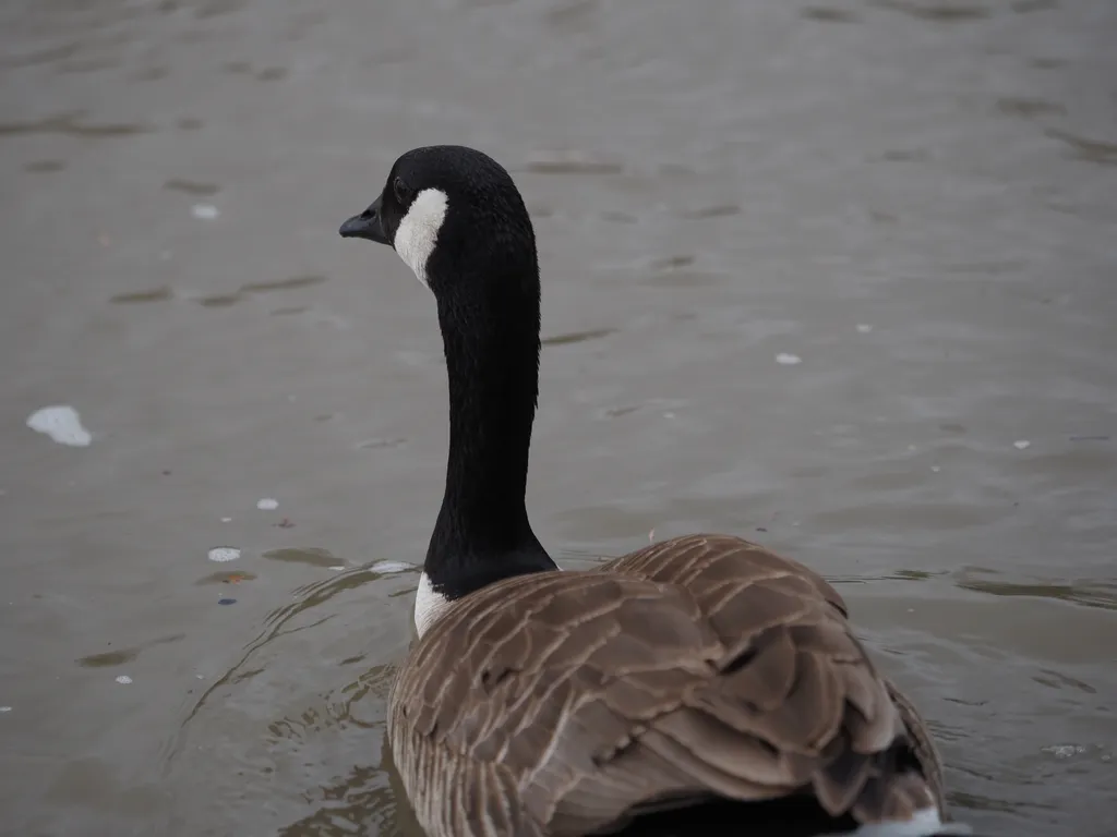 a swimming goose