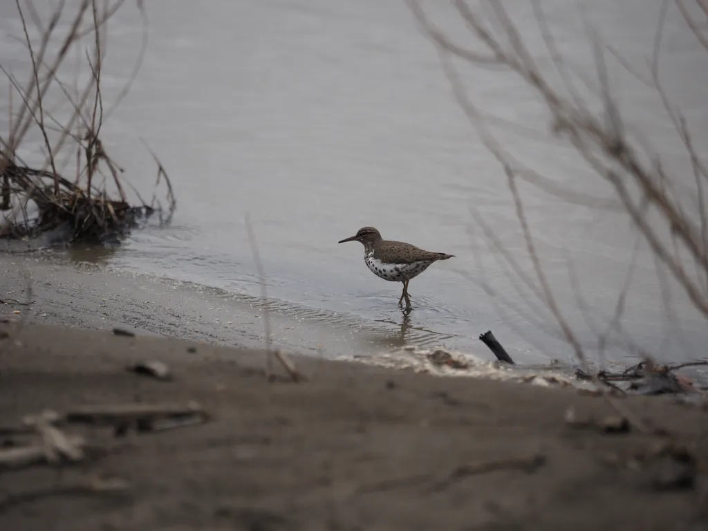 a shorebird with a spotted belly