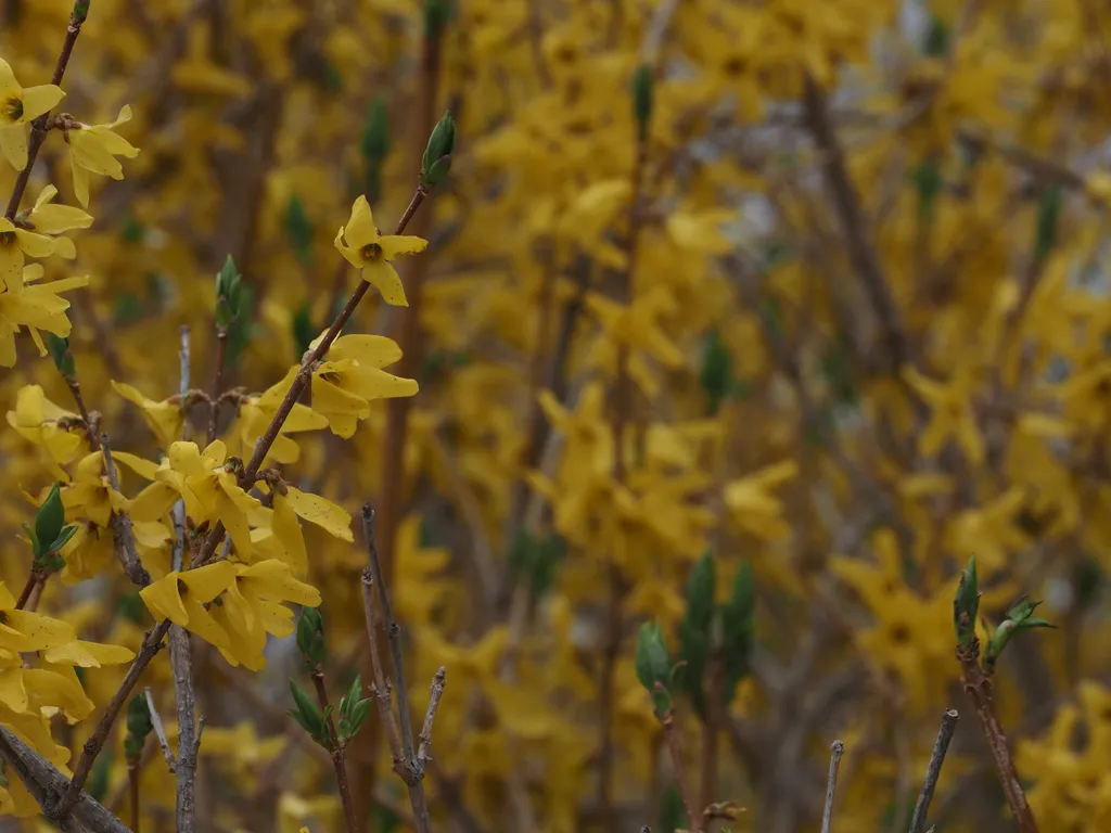 yellow flowers