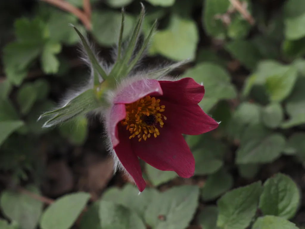 a red flower with a fuzzy outside