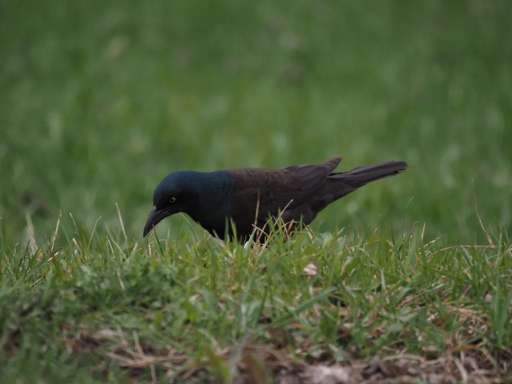 a grackle searching in the grass