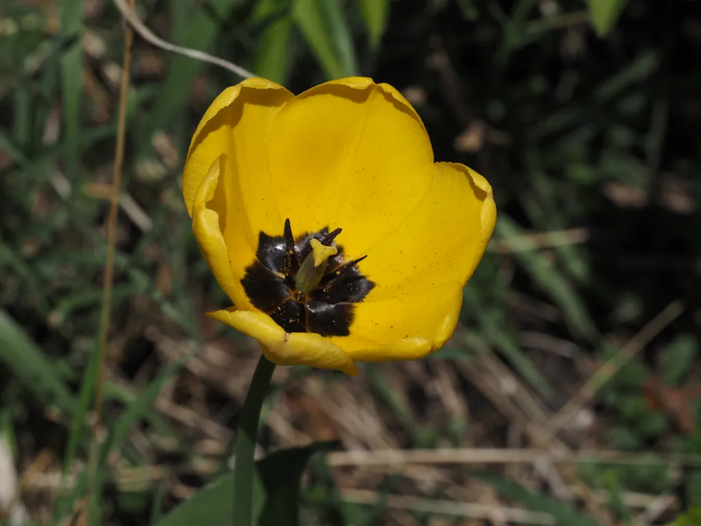 a yellow tulip in bloom