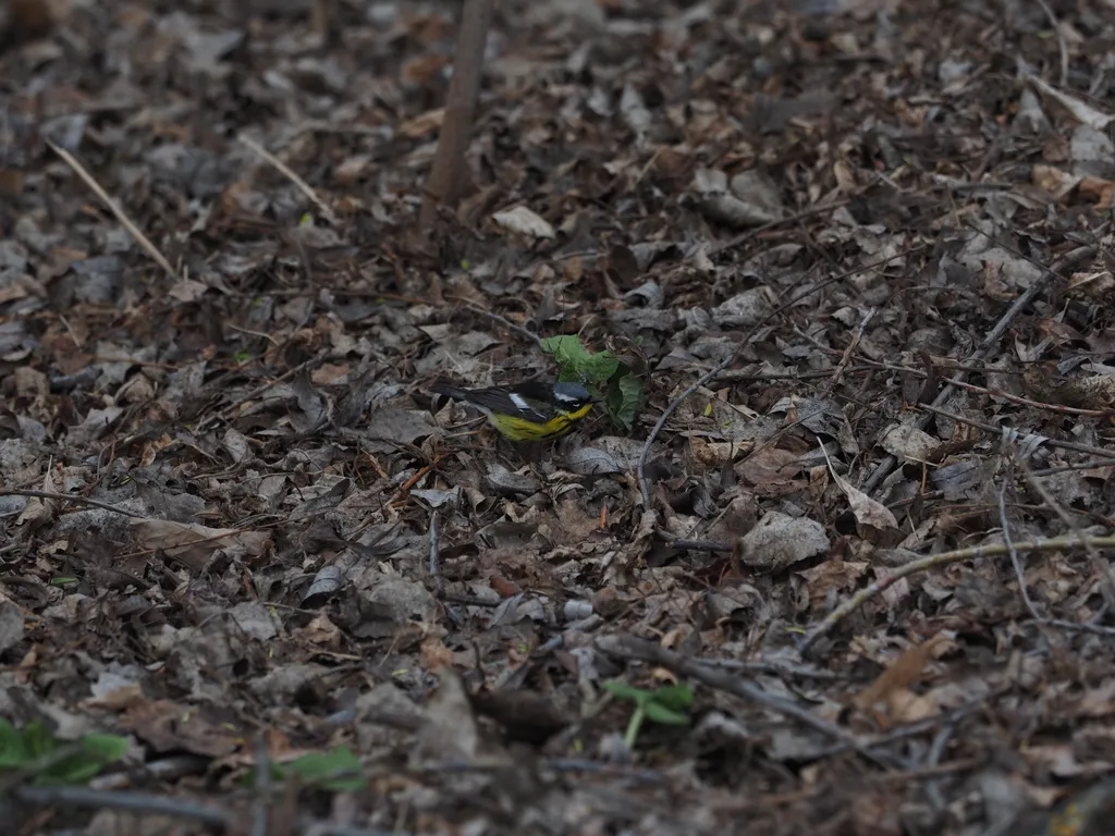 a black, grey, and yellow bird among the dead leaves
