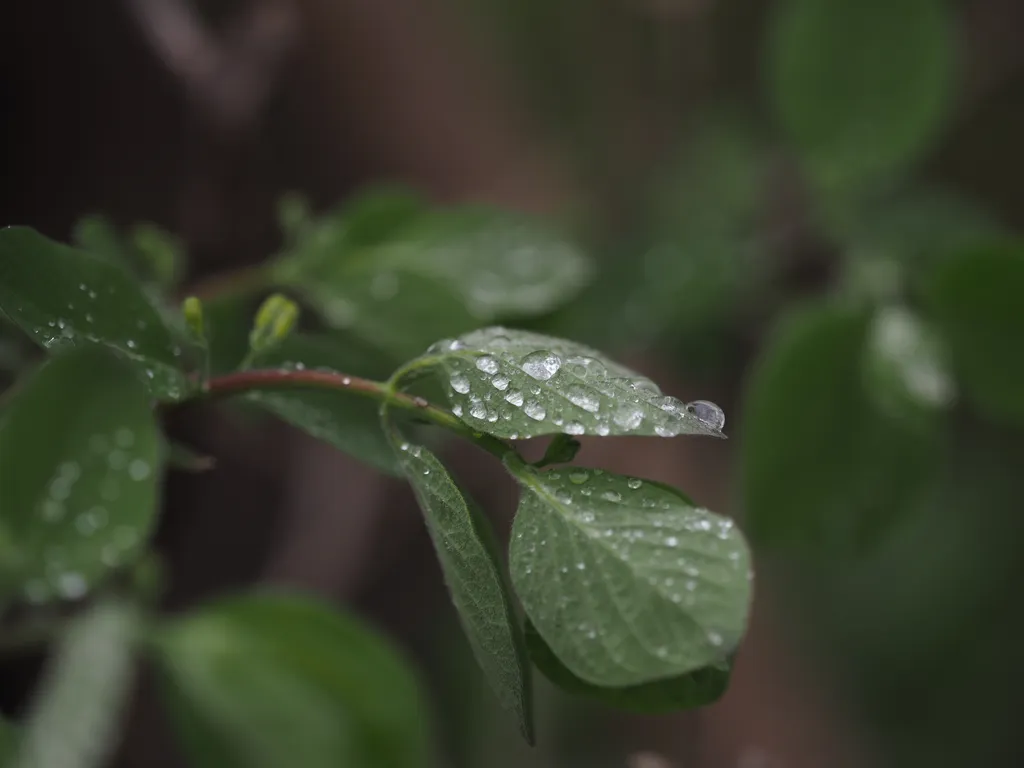 raindrops on leaves