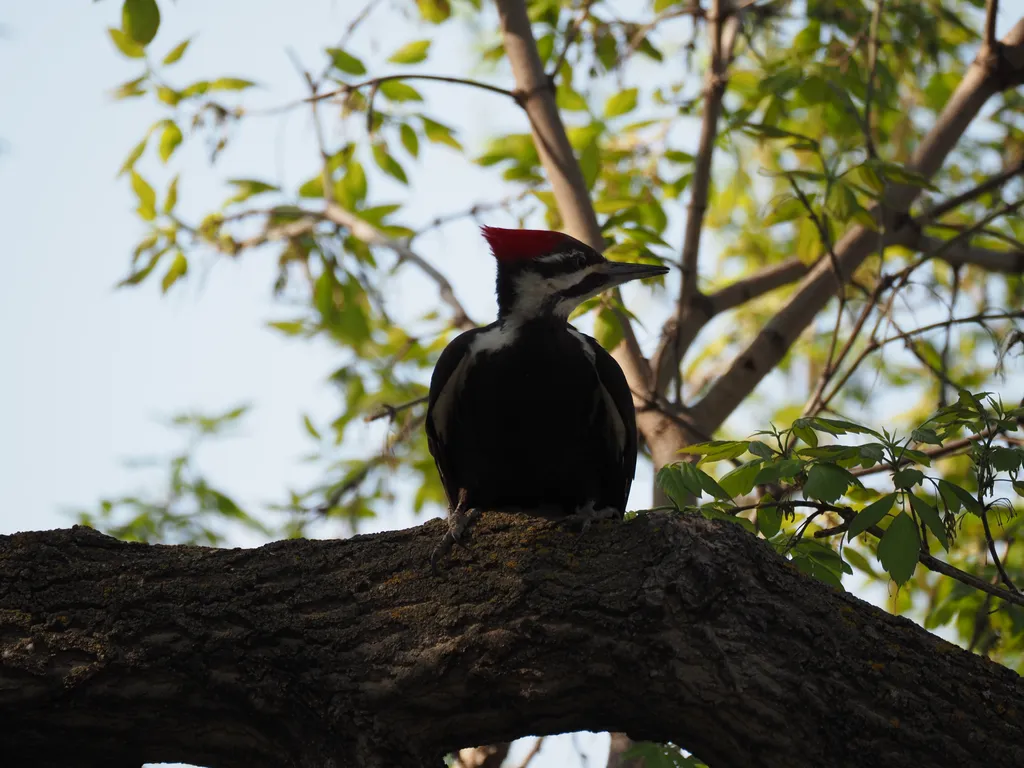 a large woodpecker on a branch