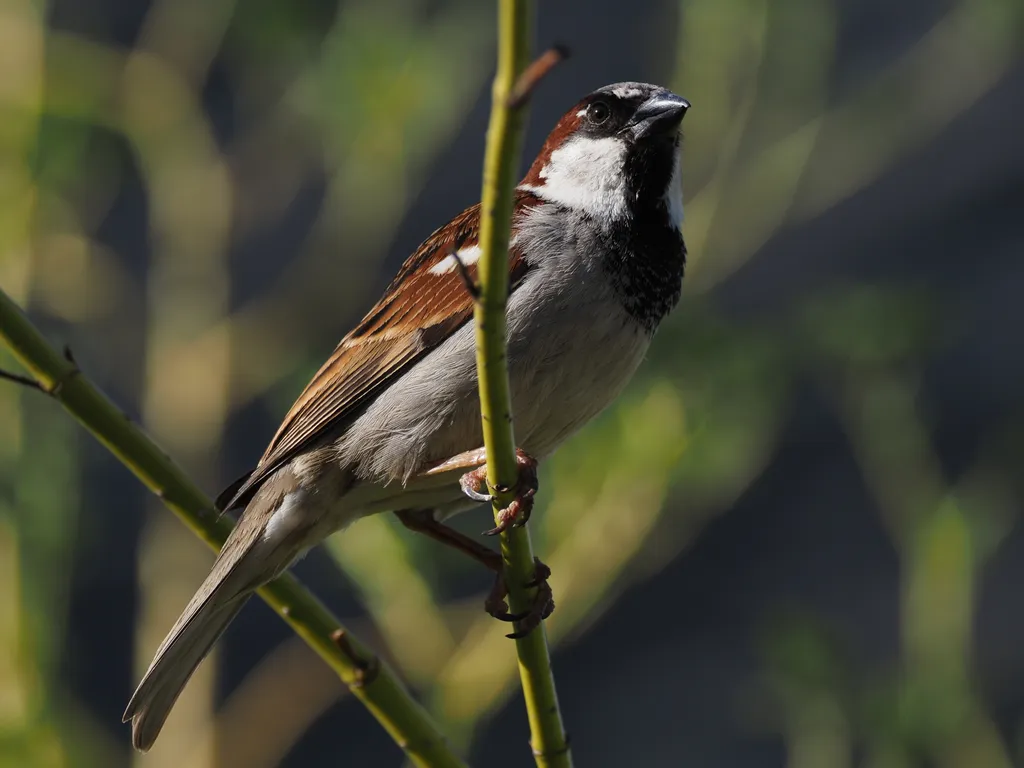 a sparrow perched on a branch