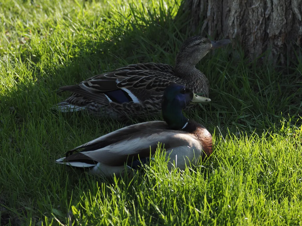ducks sitting in the shadow of a tree