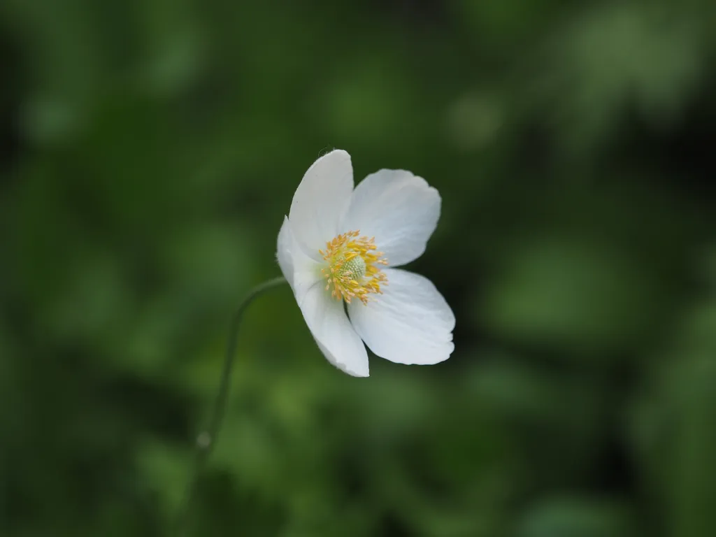 a white flower