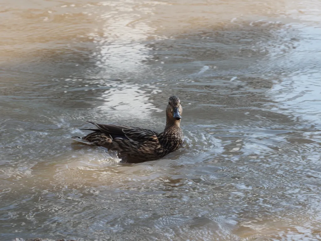 a duck swimming on a floded river