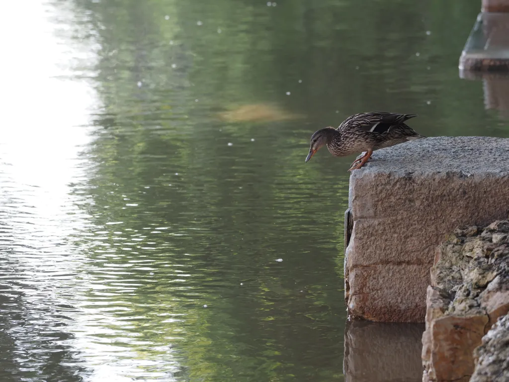 a duck getting ready to jump into a flooded river