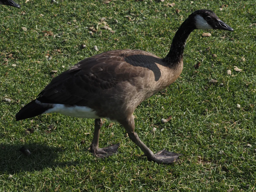 an almost-mature gosling