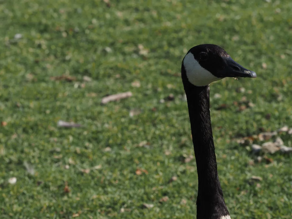 a goose