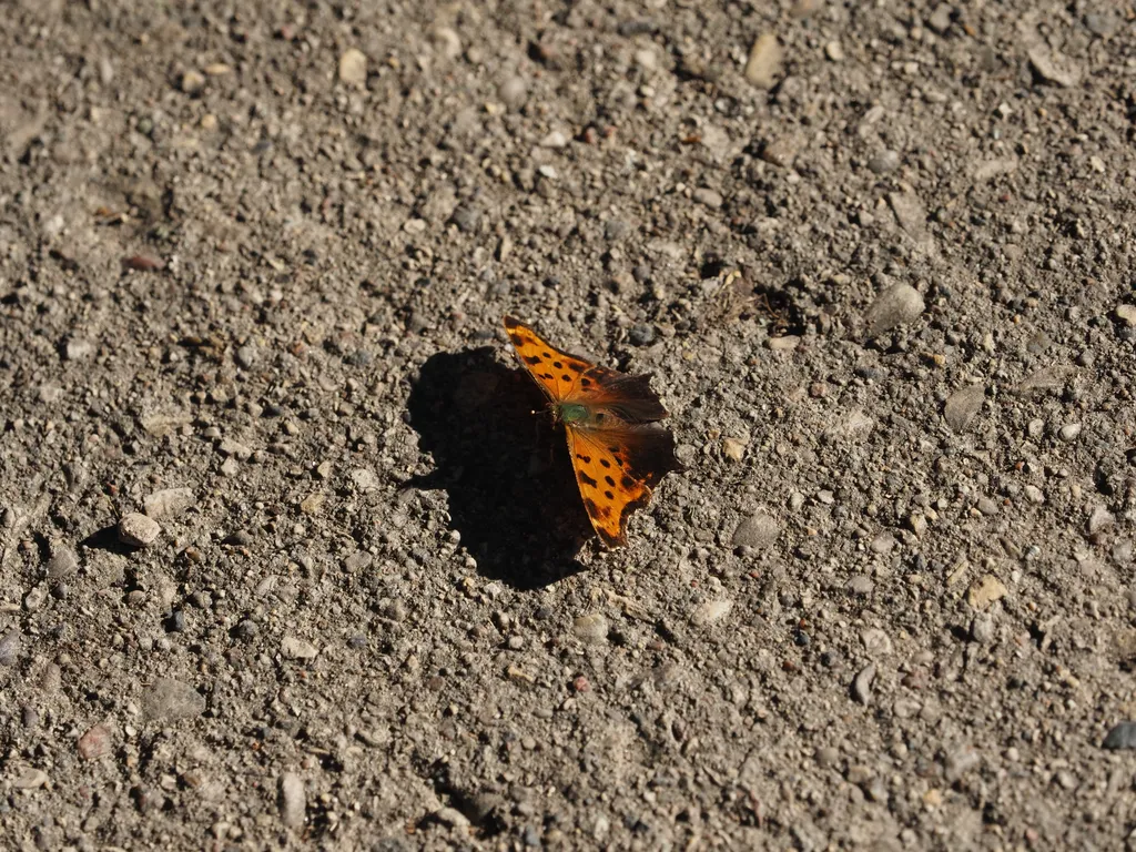 a butterfly casting a shadow on the sidewalk