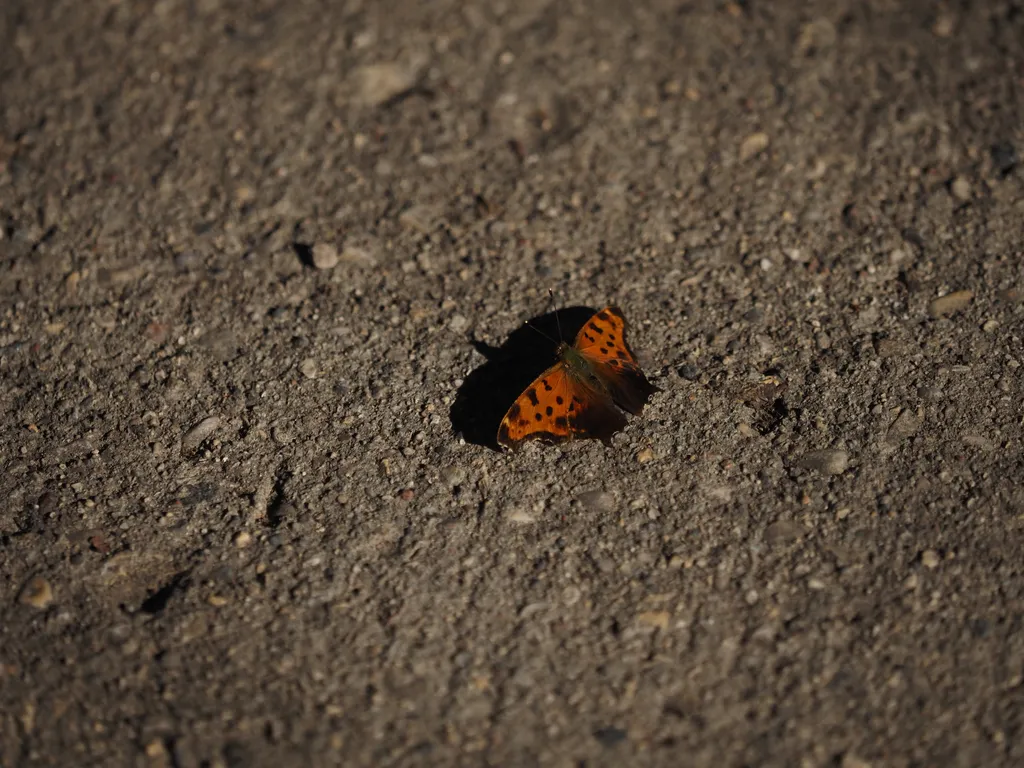 a butterfly casting a shadow on the sidewalk