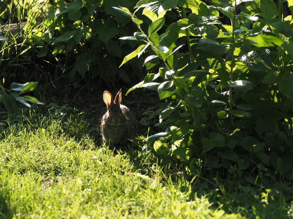 a rabbit