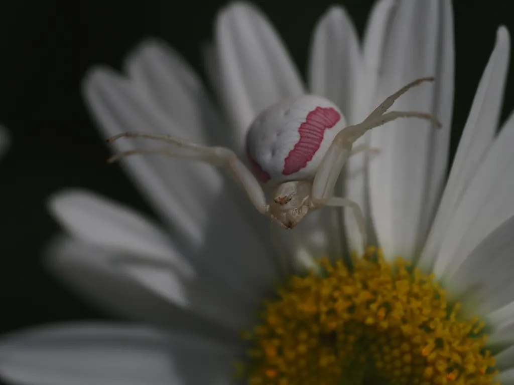 a white and pink spider on a flower