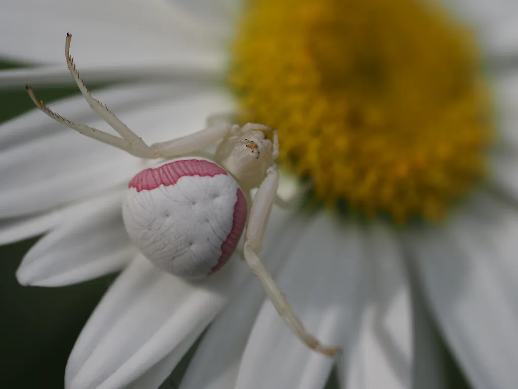 a white and pink spider on a flower