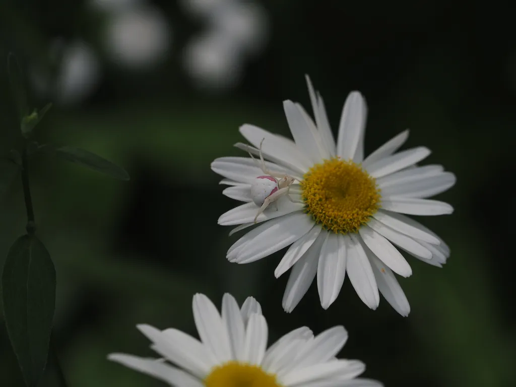 a white and pink spider on a flower