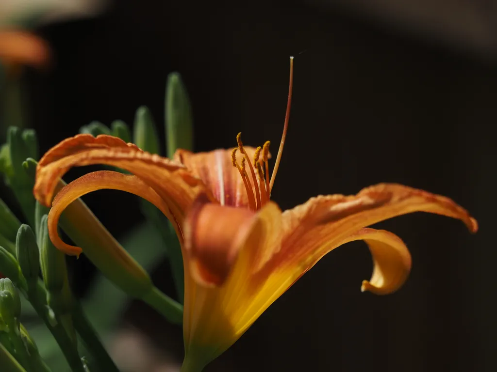 an orange flower