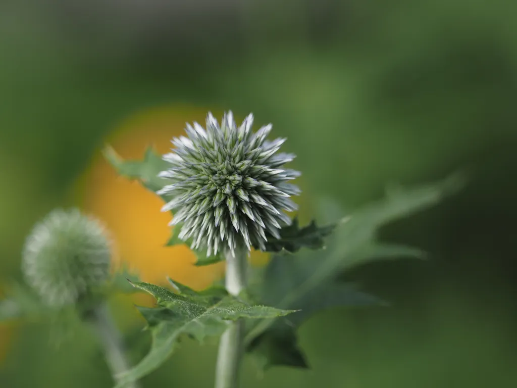 round thistles