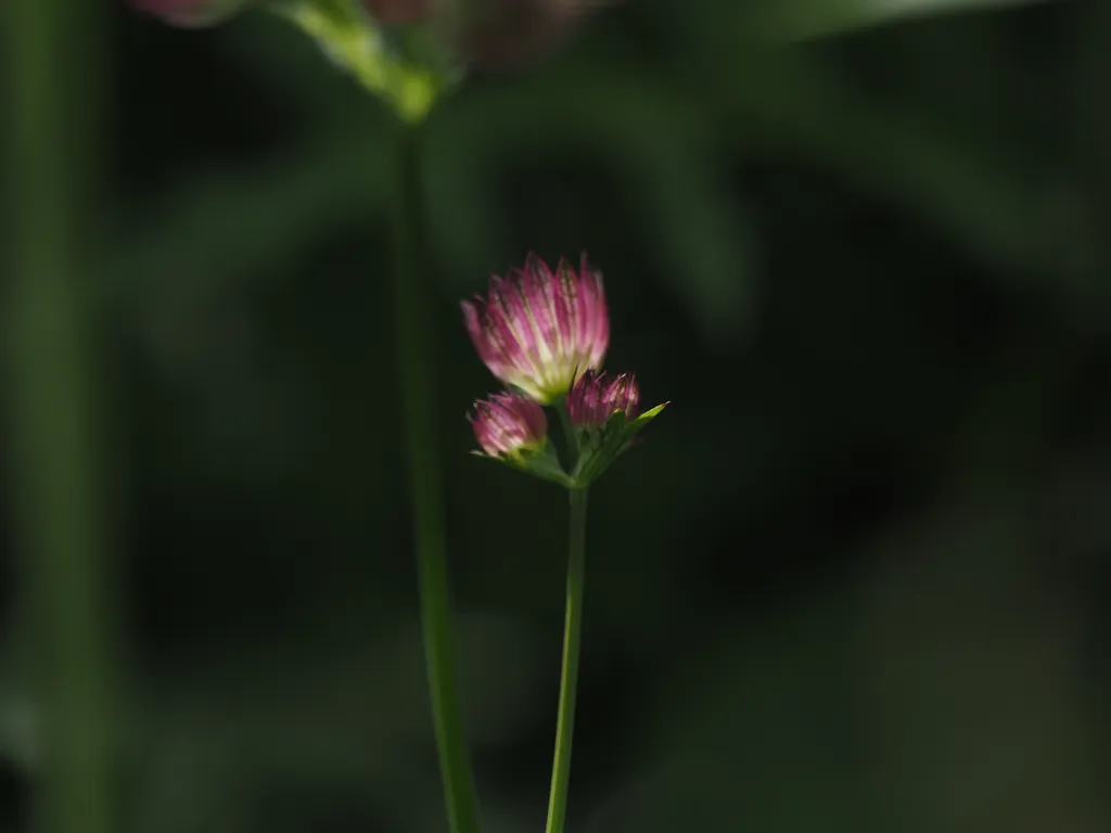 a small flower