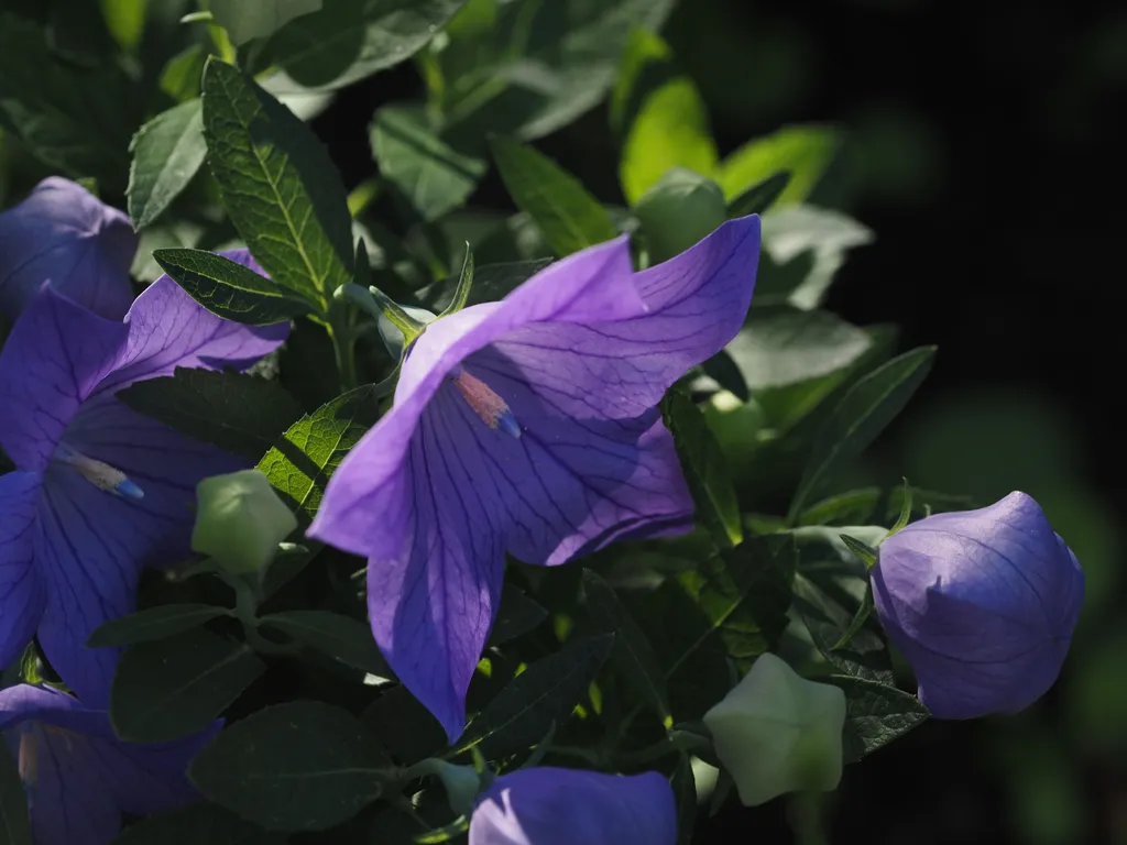a purple flower