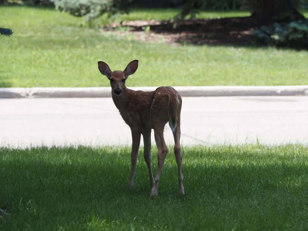 a fawn turning to face the camera