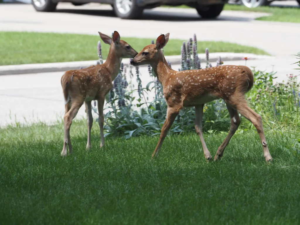 fawns on a lawn
