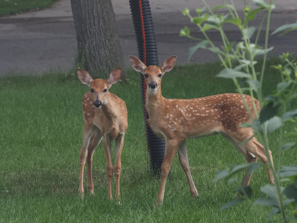 fawns on a lawn