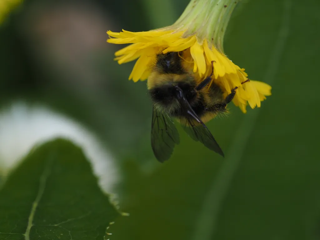 a bee visiting a flower