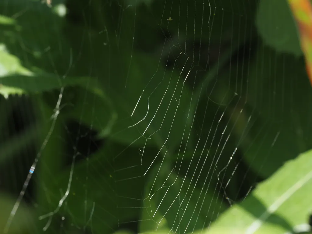 a spider web