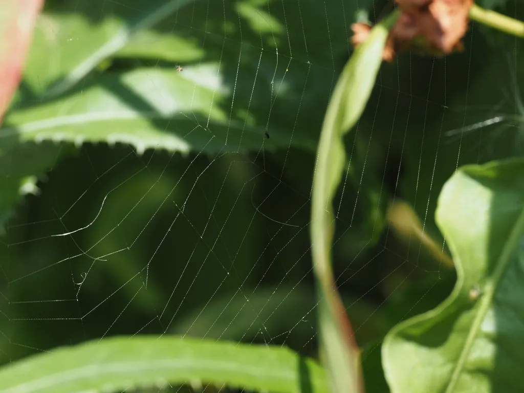 a spider web