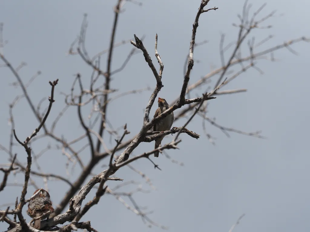 a bird on a dead branch